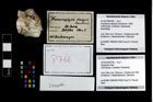 Foto (Objekt + Etikett) von Decapoda indet.  (NHMW-GEO-2014-0194-0766)